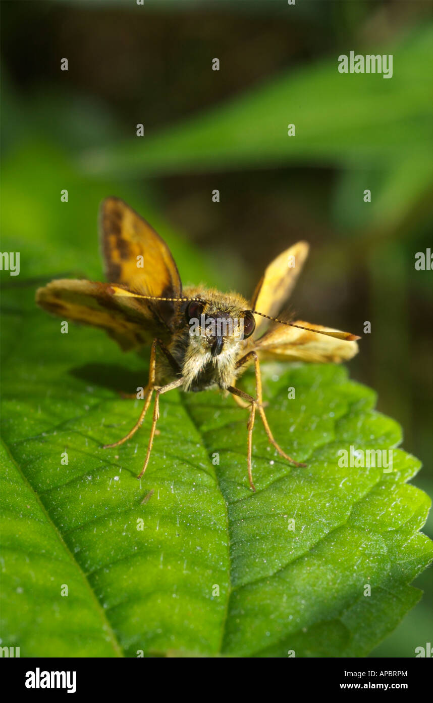 Hylephila Phyleus. Feurige Skipper, ein Rasen-Skipper-Schmetterling. Stockfoto