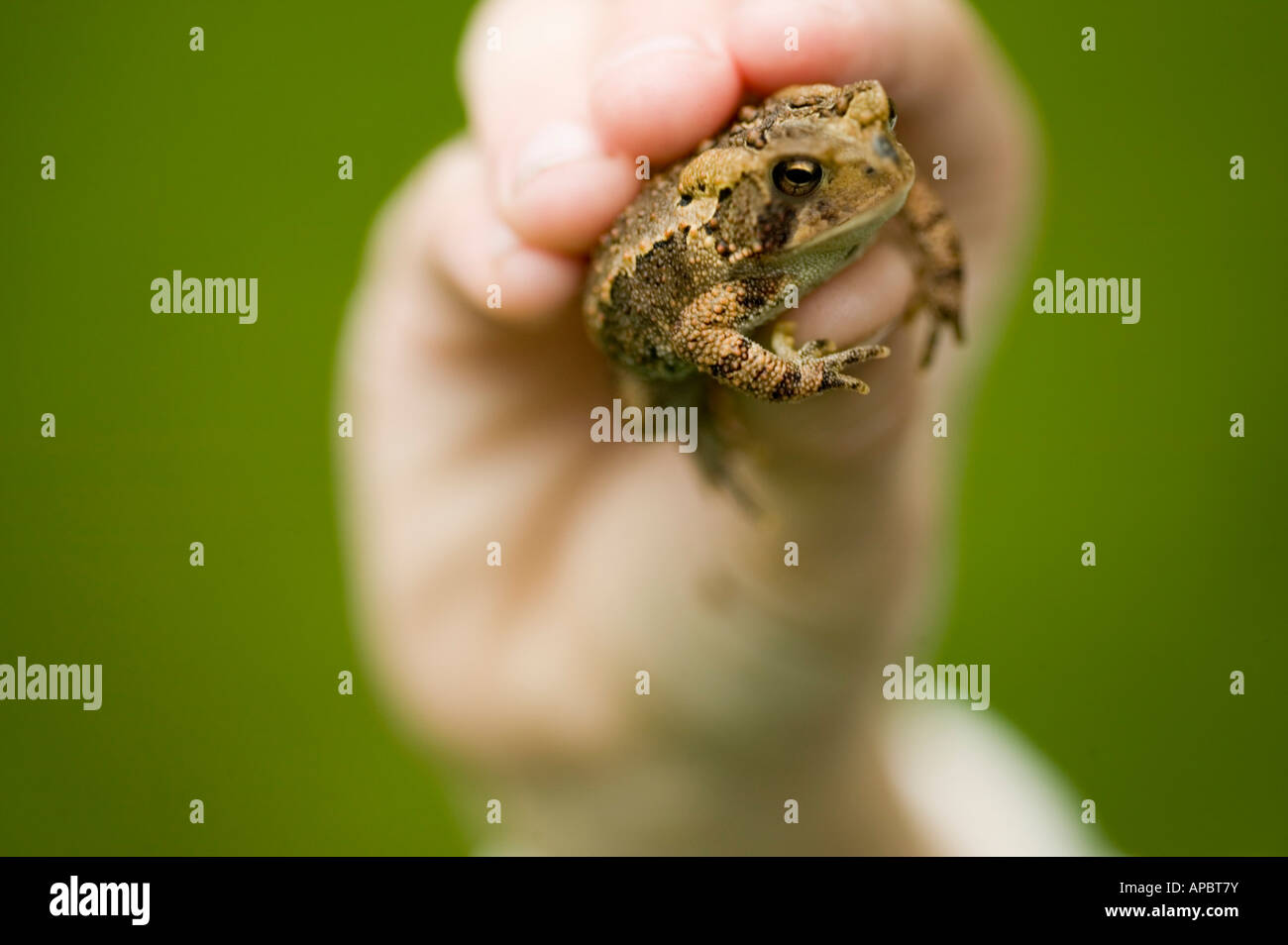 Kind hat Frosch oder Kröte in der hand Stockfoto