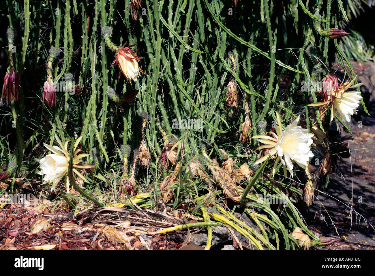 Königin der Nacht / Vanille / süß duftende Kakteen / Nacht blühen Cereus - Selenicereus Grandiflora - Familie Cactaceae Stockfoto