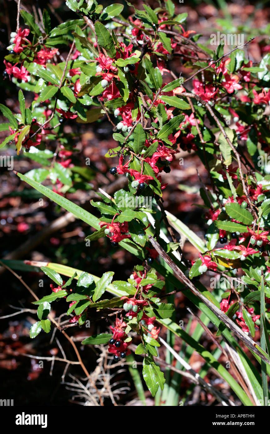 Karneval Bush / Mickey-Mouse-Anlage-Ochna Serrulata Sy Ochna Altropurpurea und Diporidium Serrulatum - Familie Ochnaceae Stockfoto