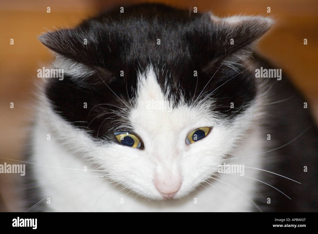 Schwarz / weiß Hauskatze mit lustigen Ausdruck Stockfoto