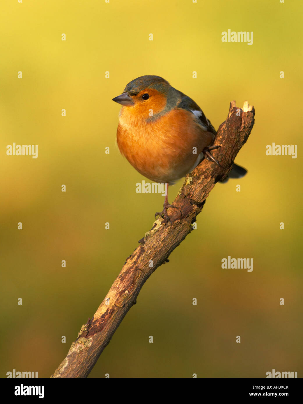 Buchfink auf einem Ast Stockfoto