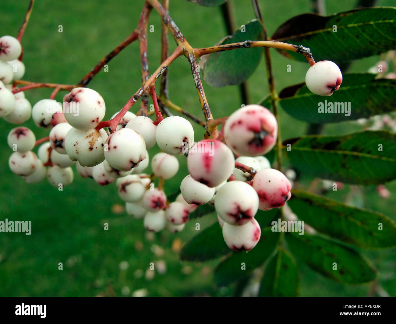 "Eberesche Baum Beeren, England" Stockfoto
