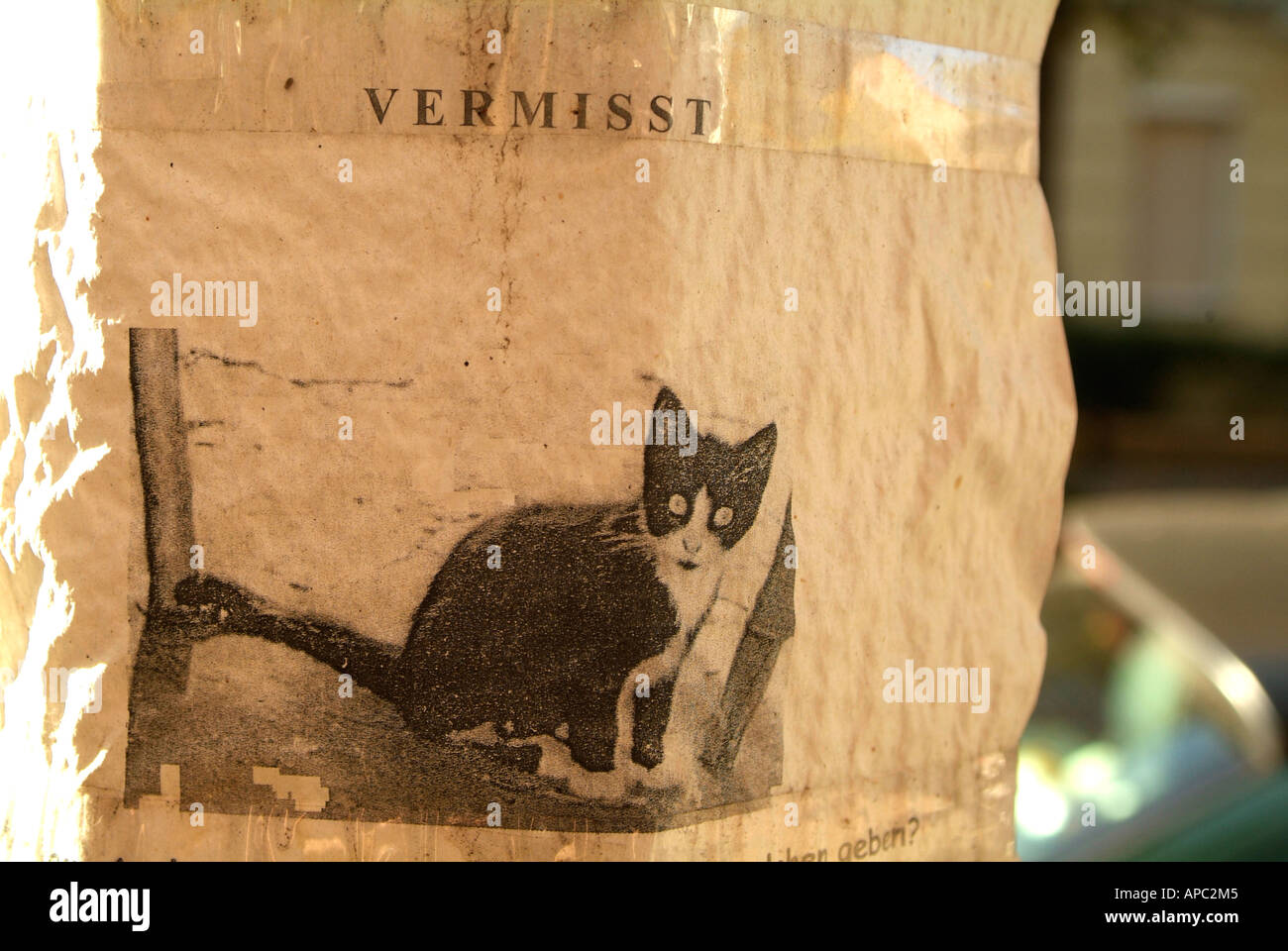 Suche Ankündigung, Plakat für eine verpasste Katze. Stockfoto
