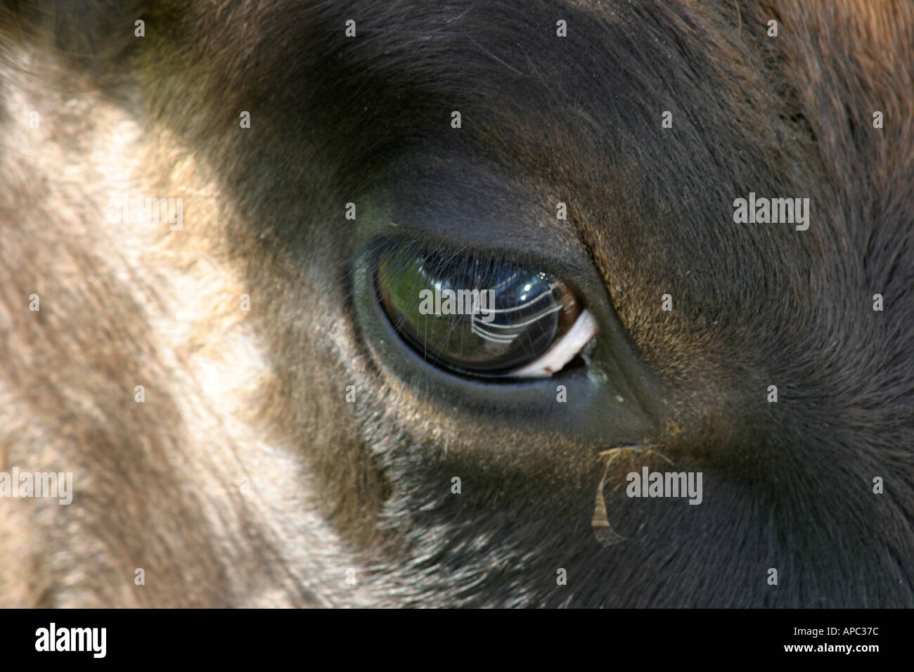 Jersey Kuh Nahaufnahme von Auge Kanalinseln UK Stockfoto
