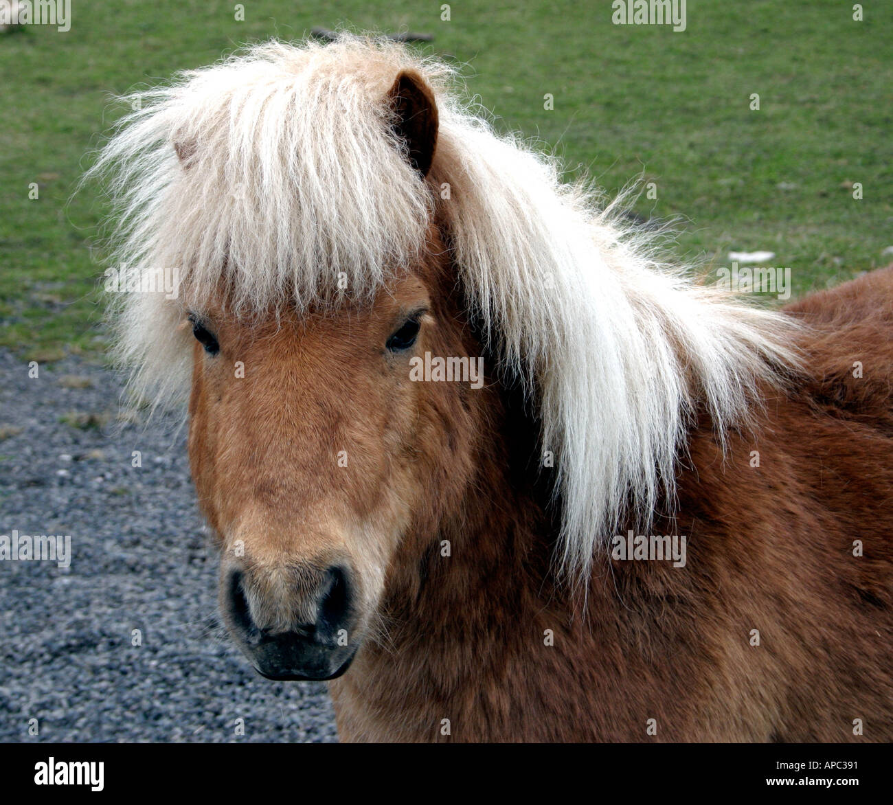 Shetland-Pony Stockfoto