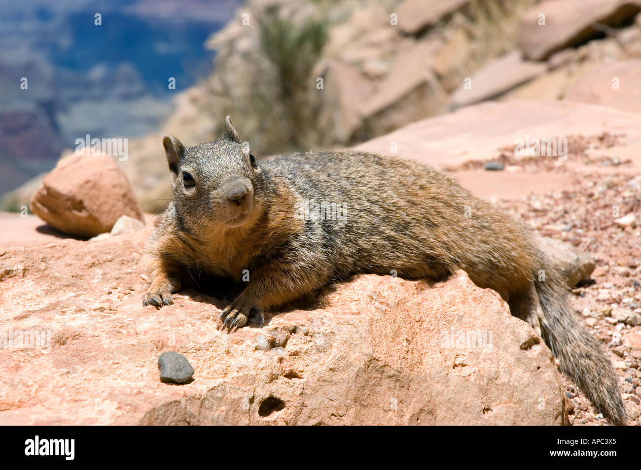 Rock-Eichhörnchen in den Grand Canyon, Arizona Stockfoto