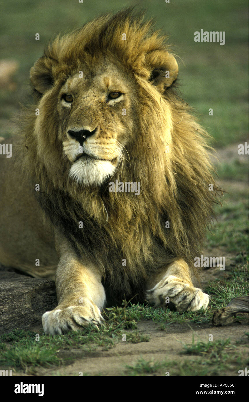 Kopf und Schulter Porträt eines Reifen männlichen Löwen mit einer sehr vollen üppigen Mähne Kenia Stockfoto