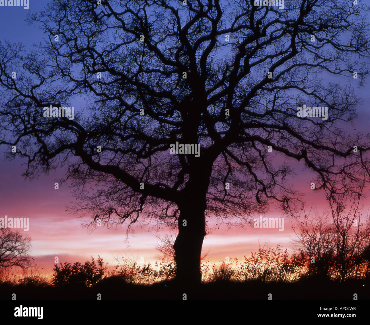 großen Eiche Baum ohne Blätter Silhouette gegen Sonnenuntergang Stockfoto