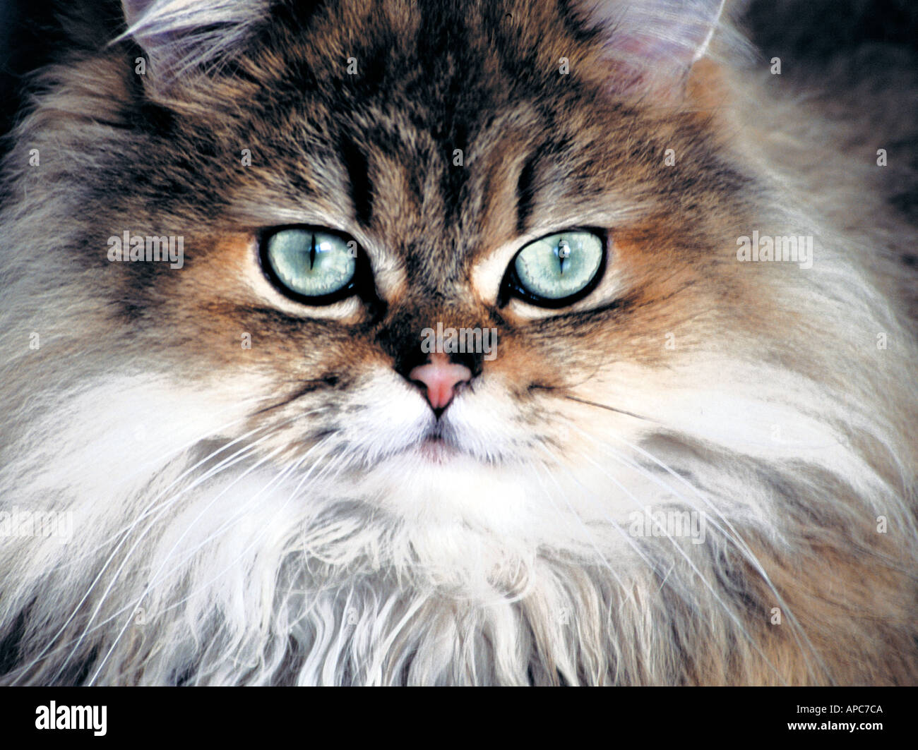 Persische Typ Katze Nahaufnahme Gesicht Stockfoto