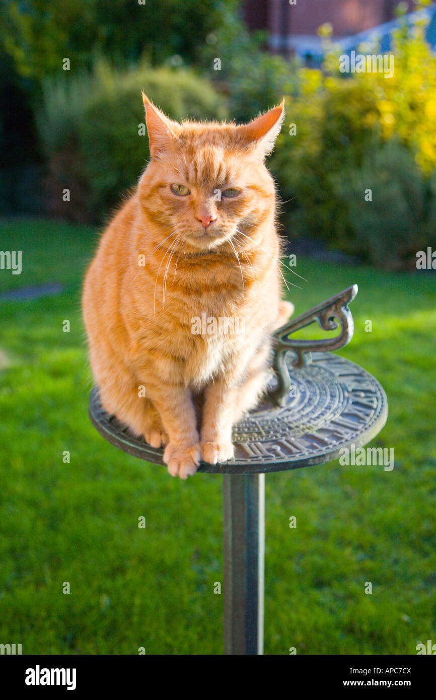 Sam, ein Ingwer Tom Katze auf einer Sonnenuhr. Stockfoto