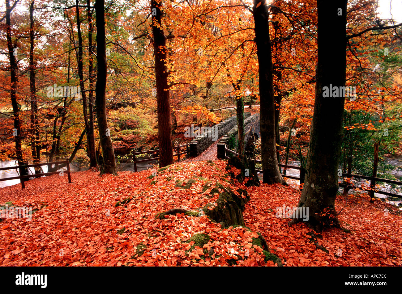 Bäume im Herbst Waldsee Bezirk Grasmere Cumbria England uk Stockfoto