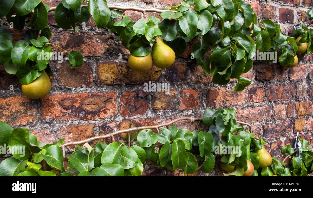 Reife Birnen Stockfoto