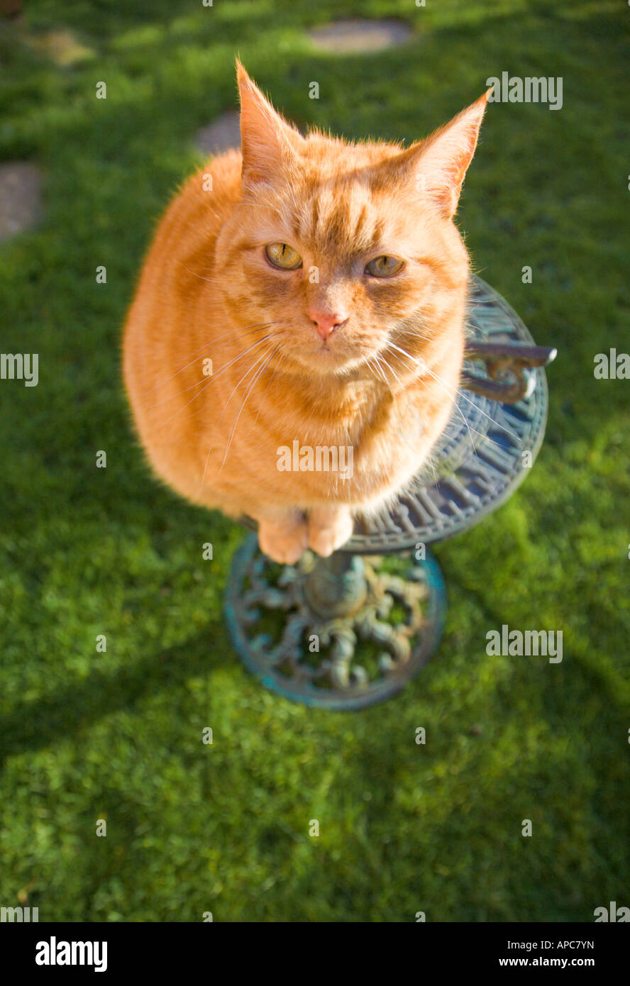 Sam, ein Ingwer Tom Katze auf einer Sonnenuhr. Stockfoto