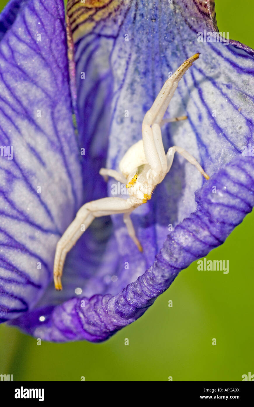 Goldrute Krabbenspinne (Misumena Vatia), liegen auf der Lauer nach Beute auf einem Iris-Blüte Stockfoto