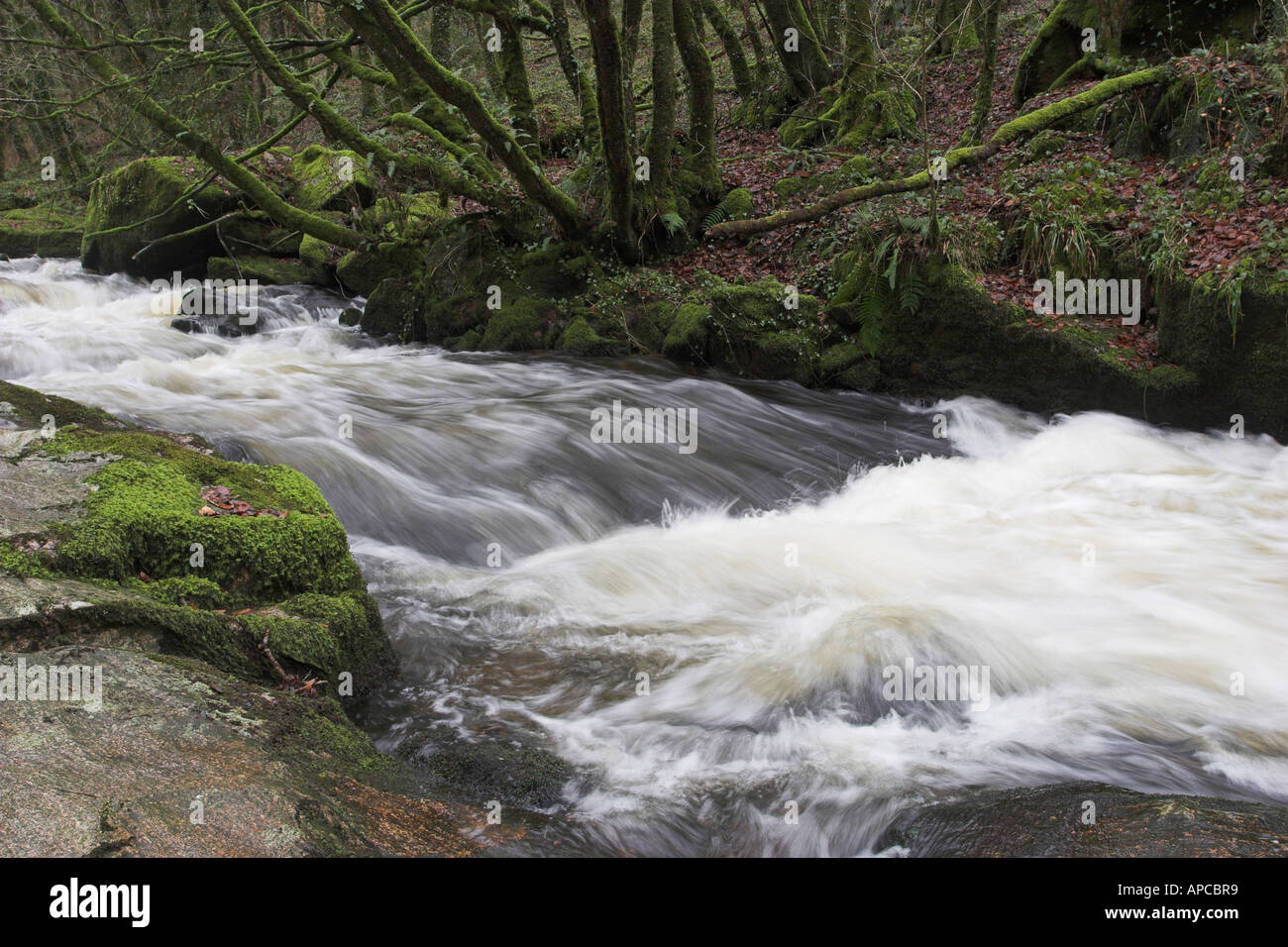 Golitha fällt National Nature Reserve durch eine bewaldete Schlucht in einer Reihe von spektakulären Wasserfällen der Fluss Fowey fließt Stockfoto