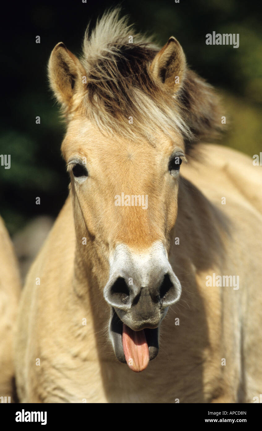 Fjord-Pferd (Equus Caballus)-Porträt von gähnenden Junghengst Stockfoto