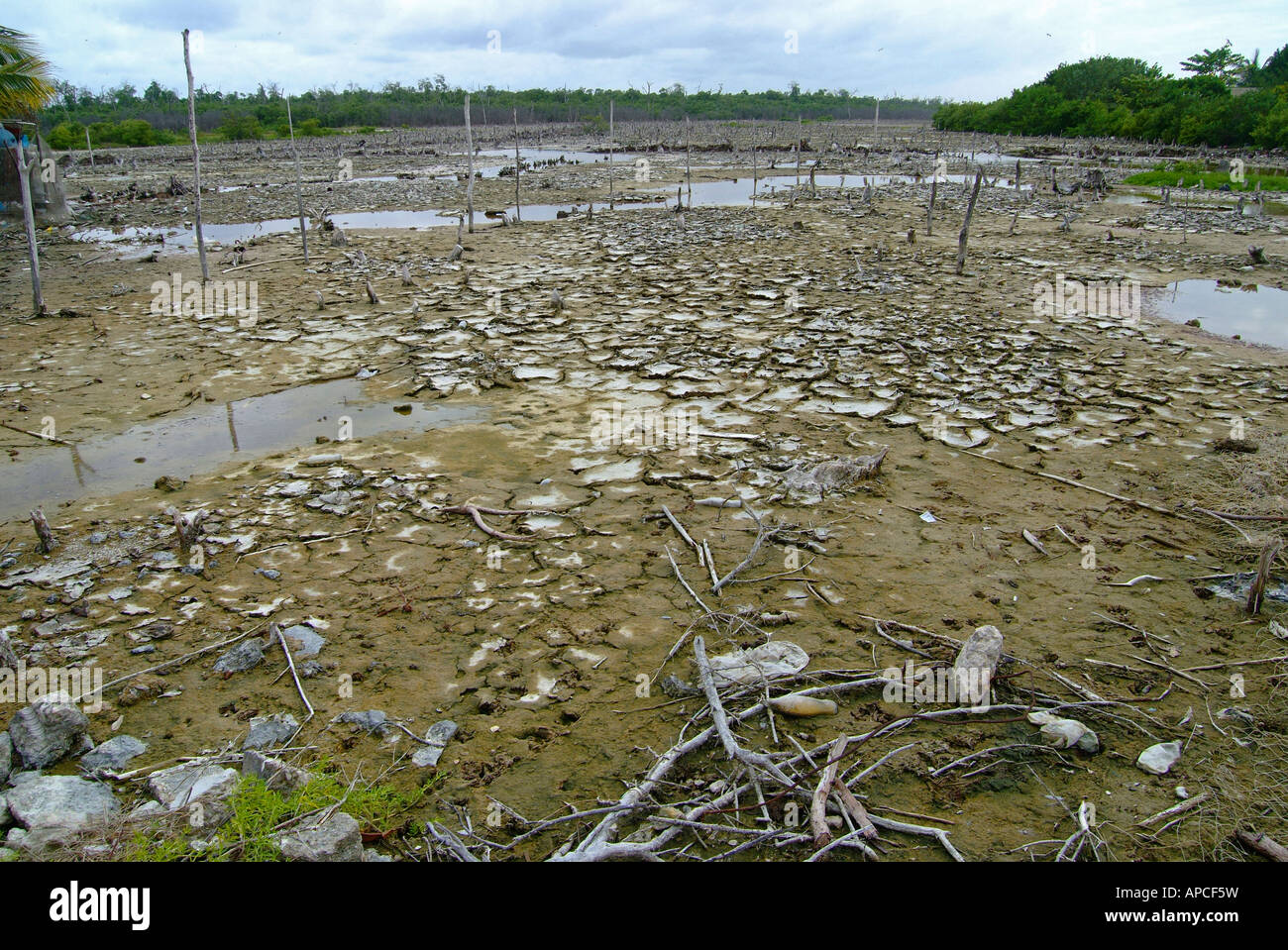 Der versteinerte Wald, Celestun Biosphärenreservat, Yucatan, Mexiko. Stockfoto