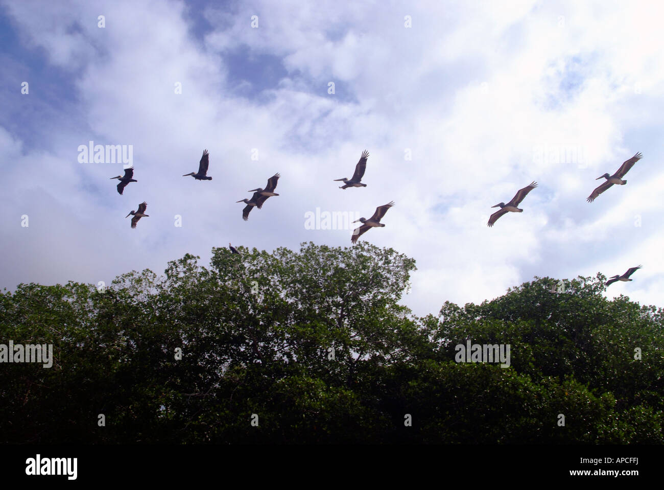 Celestun Wildlife Refuge, Yucatan, Mexiko Stockfoto