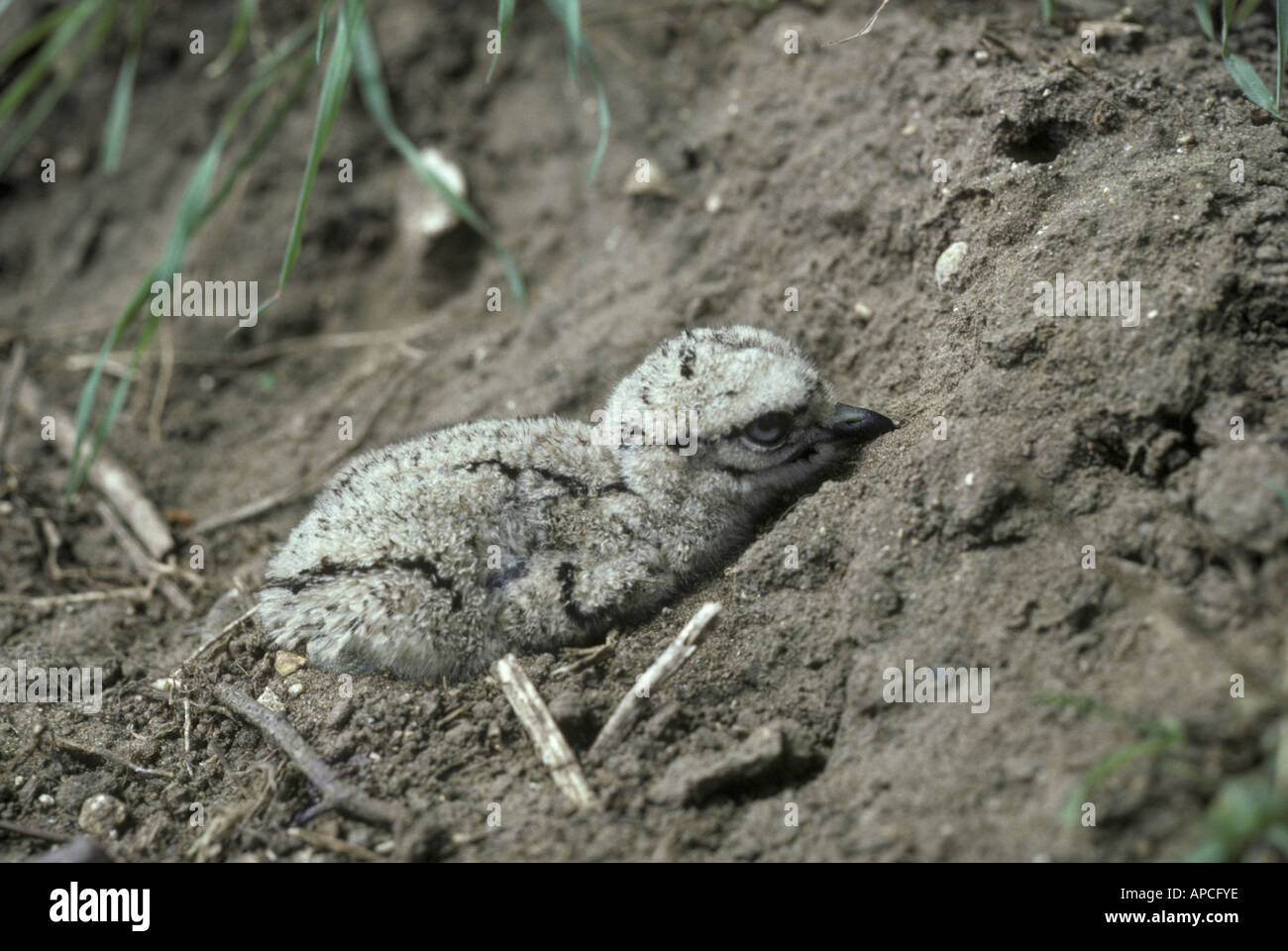 junge Stein Brachvogel Burhinus oedicnemus Stockfoto