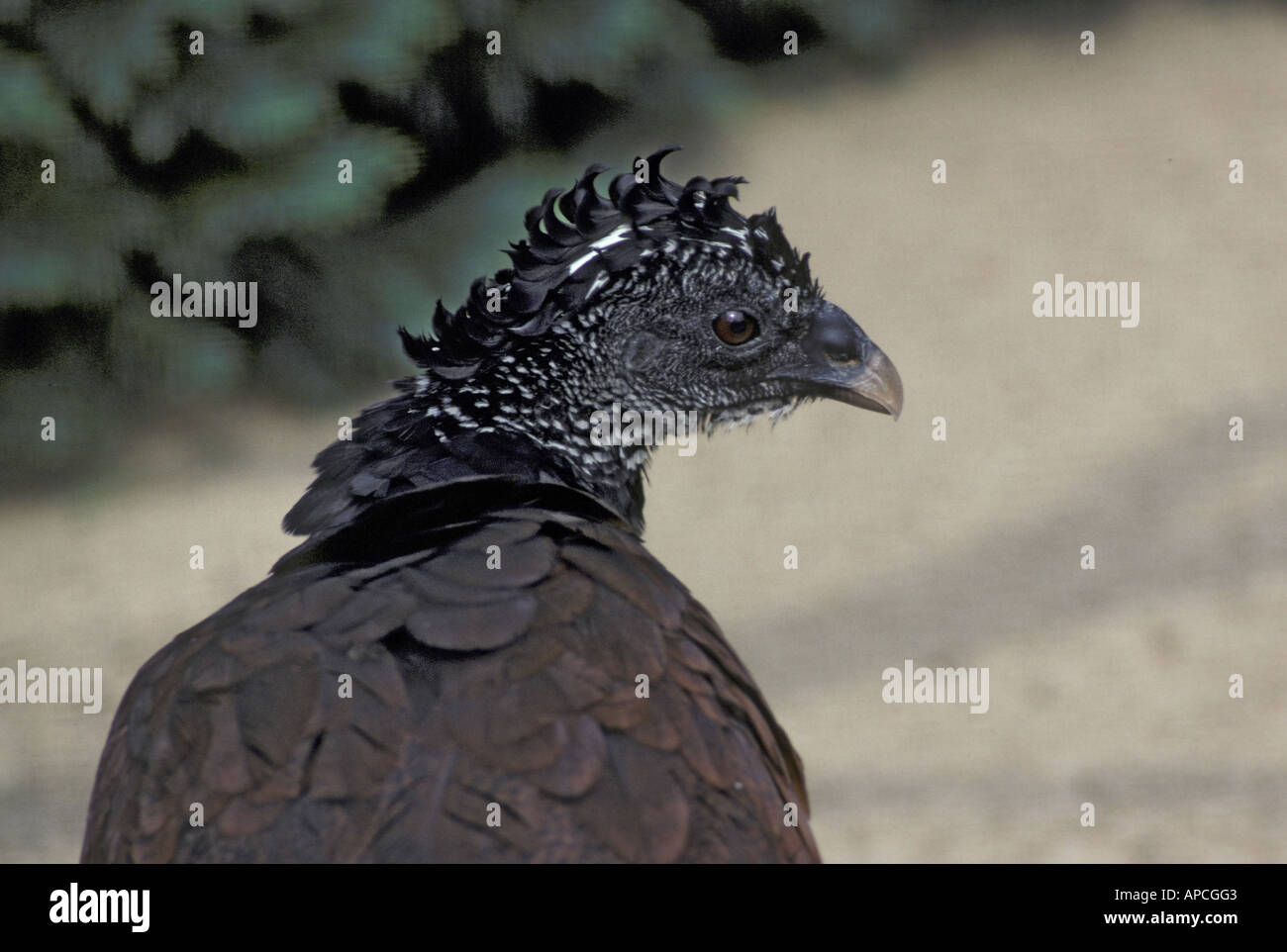 Große Hokkohühner Crax rubra Stockfoto