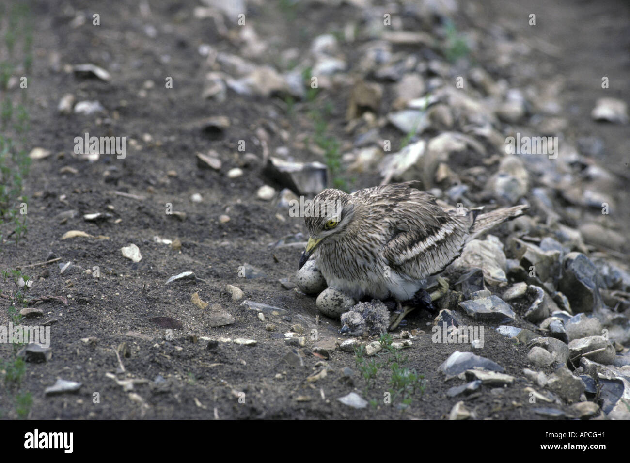 Stone Curlew Burhinus Oedicnemus mit neu schlüpfen Küken Stockfoto