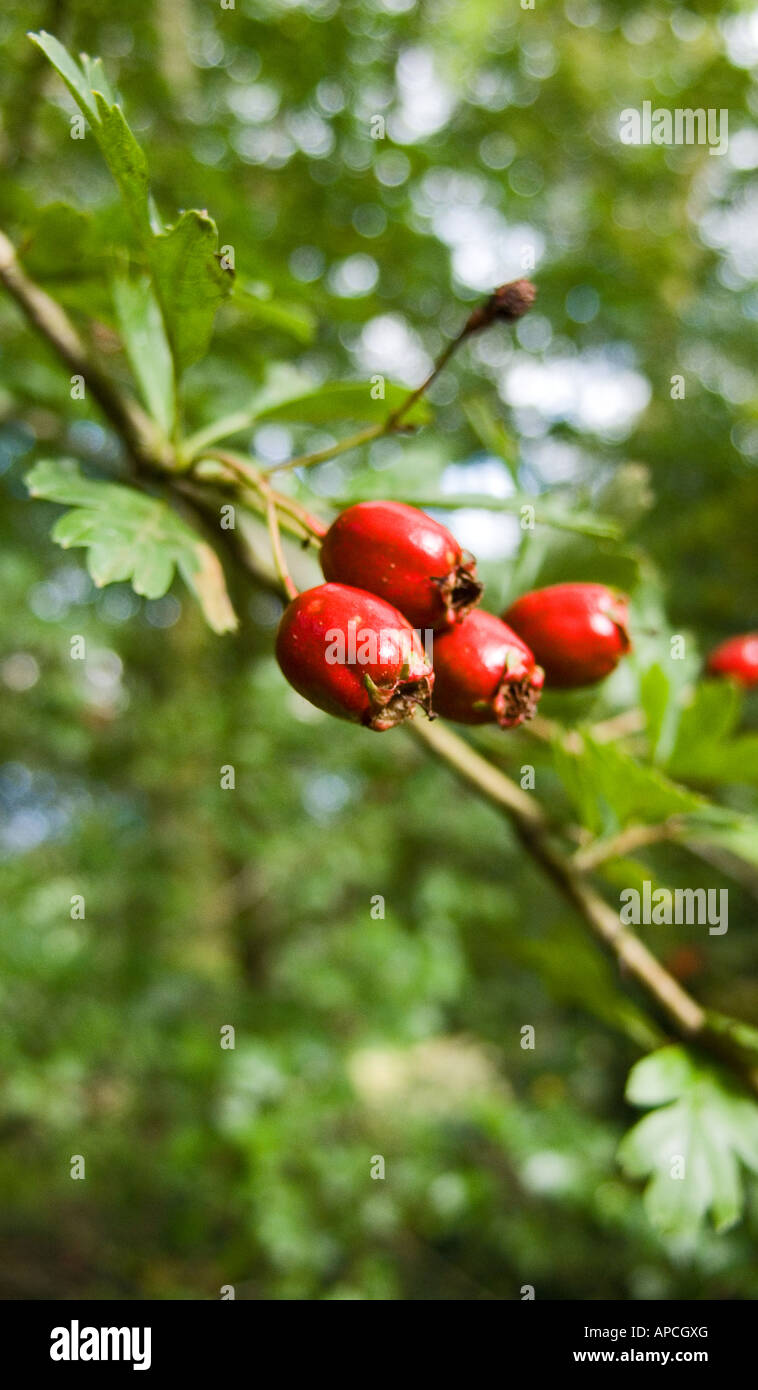 Weißdornbeeren Stockfoto