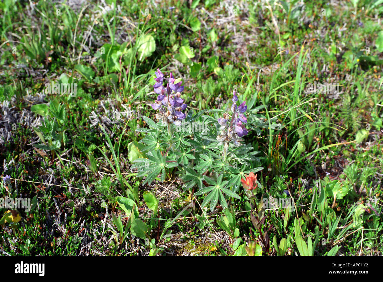 Artic Lupine Lupinus arcticus Stockfoto