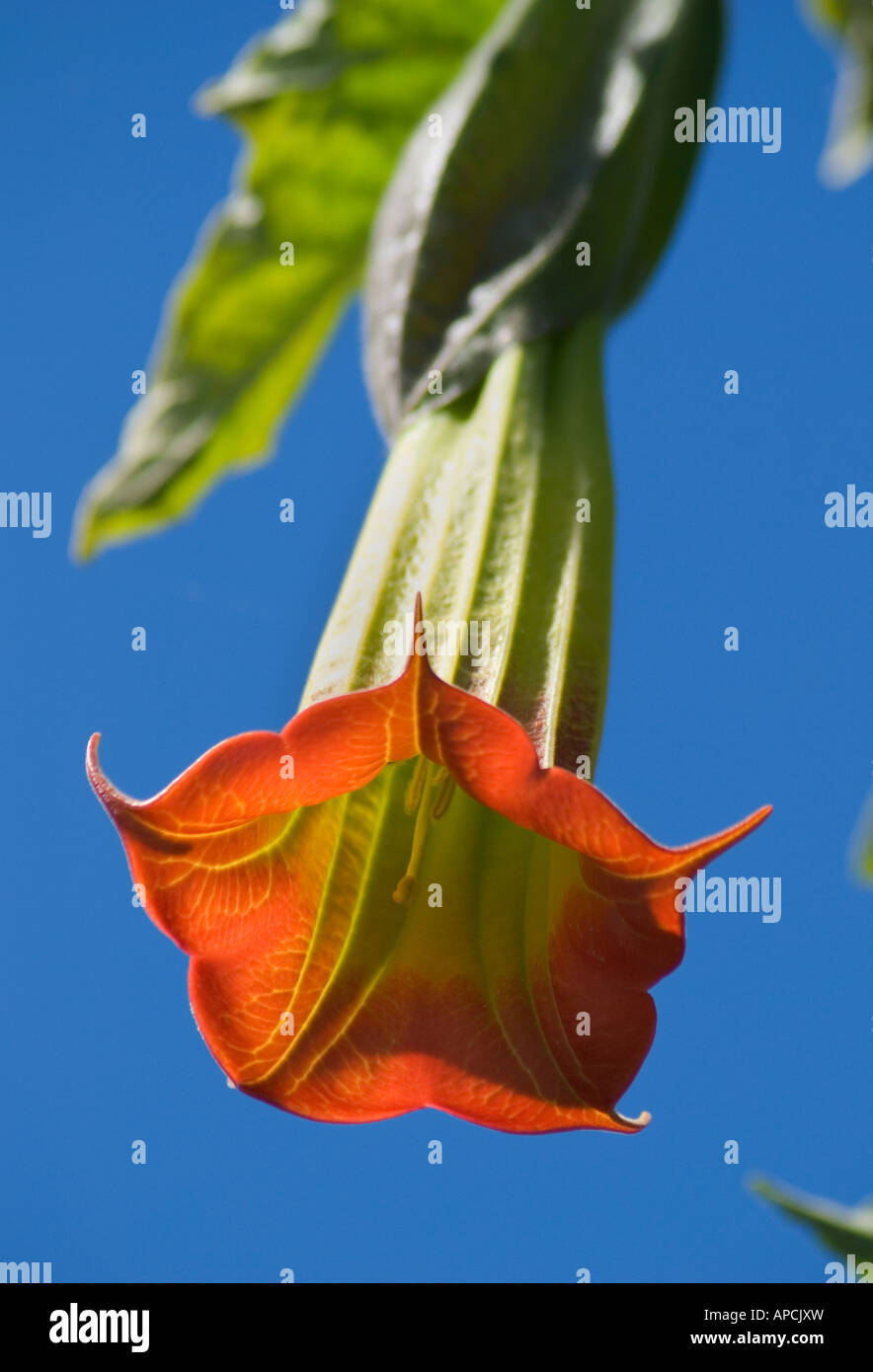 Brugmansia sanguineaund Blume auf St Agnes Insel auf den Scilly Isles England UK Stockfoto