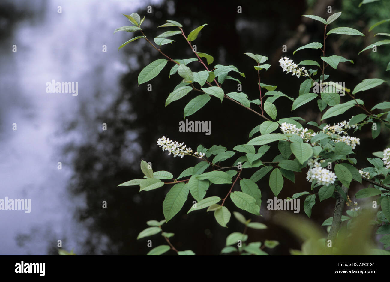 Landschaftlich von blühenden Bird Cherry Baum Prunus Padus in Kurzeme Land Lettland Stockfoto