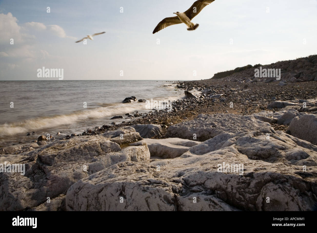 Möwe fliegt über felsige Küstenlinie Stockfoto