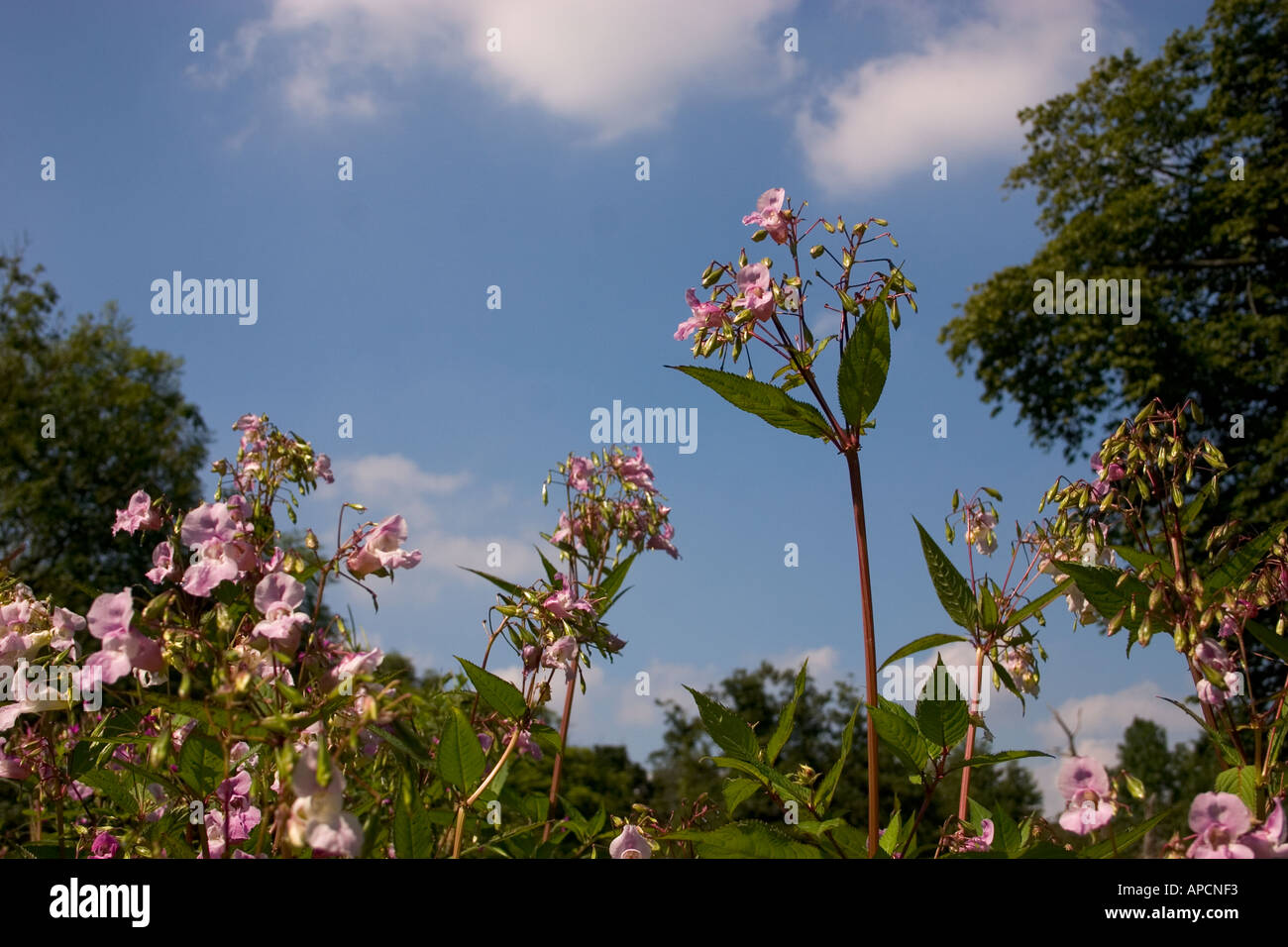 Drüsige Springkraut Blüten und explodierenden Früchten vor blauem Himmel Stockfoto