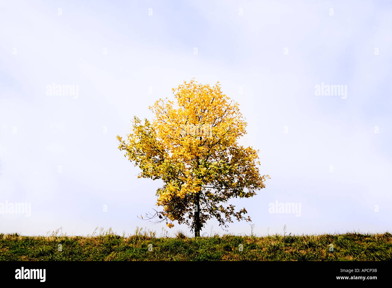 Einsamer Baum Stockfoto