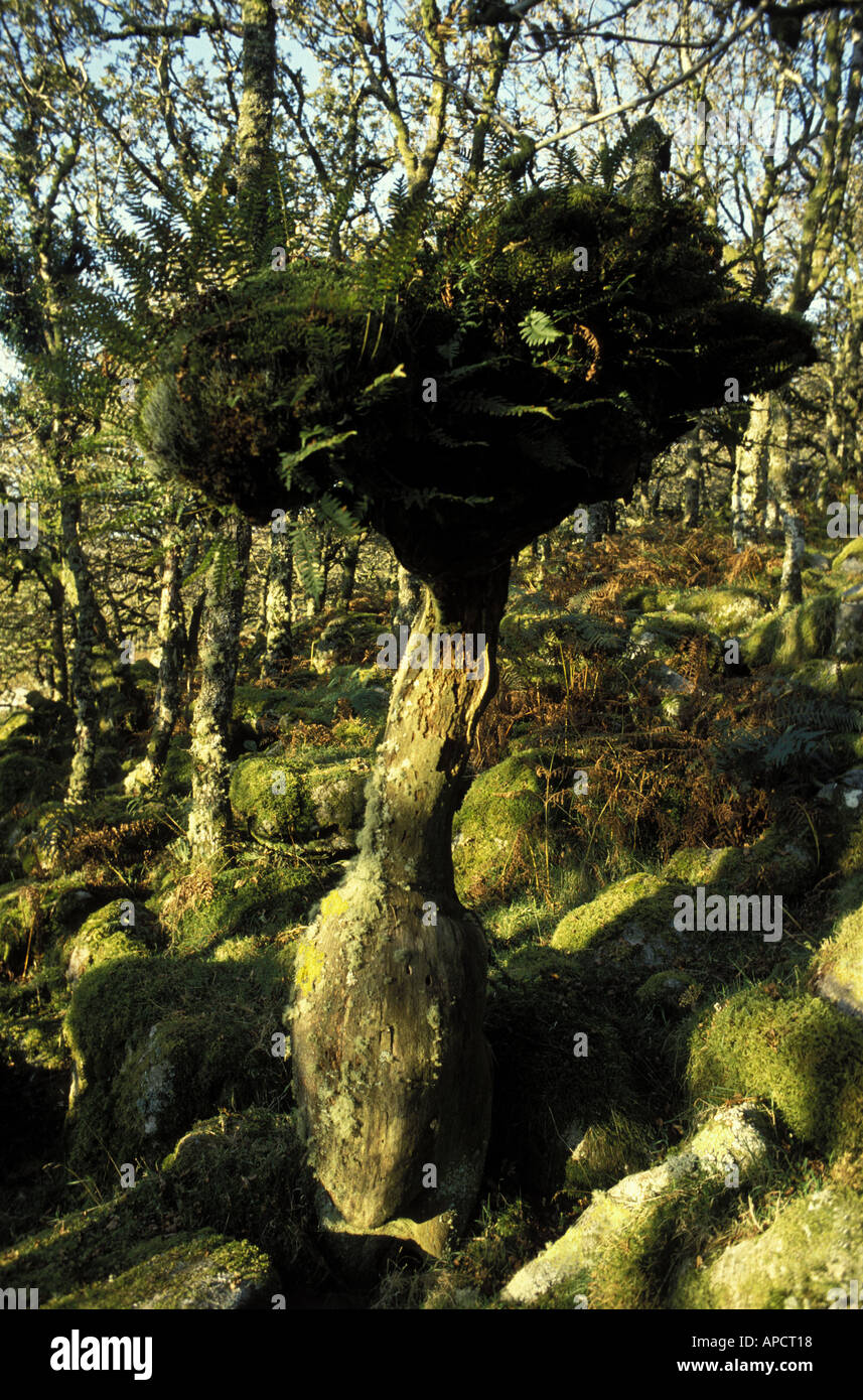 Alter Baum im alten Wald Wistmans Wood in Dartmoor National Park Devon England Stockfoto