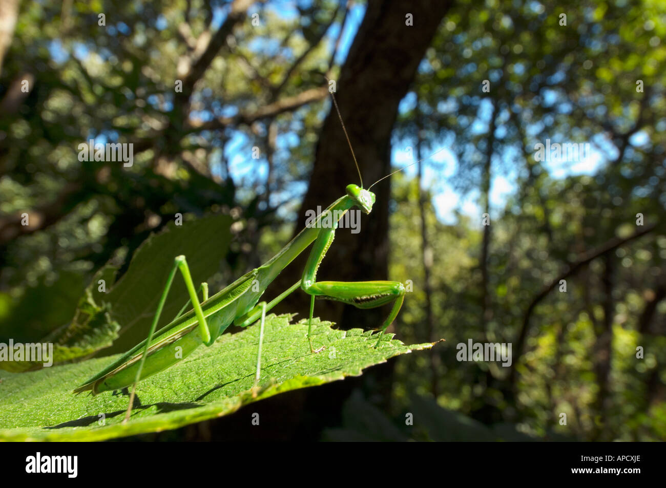 grünen wilden Praying Mantis Mantis Religiosa auf einem Blatt Tarnung im Dschungel Wald Bandipur Berg NEPAL Asien sitzen Stockfoto