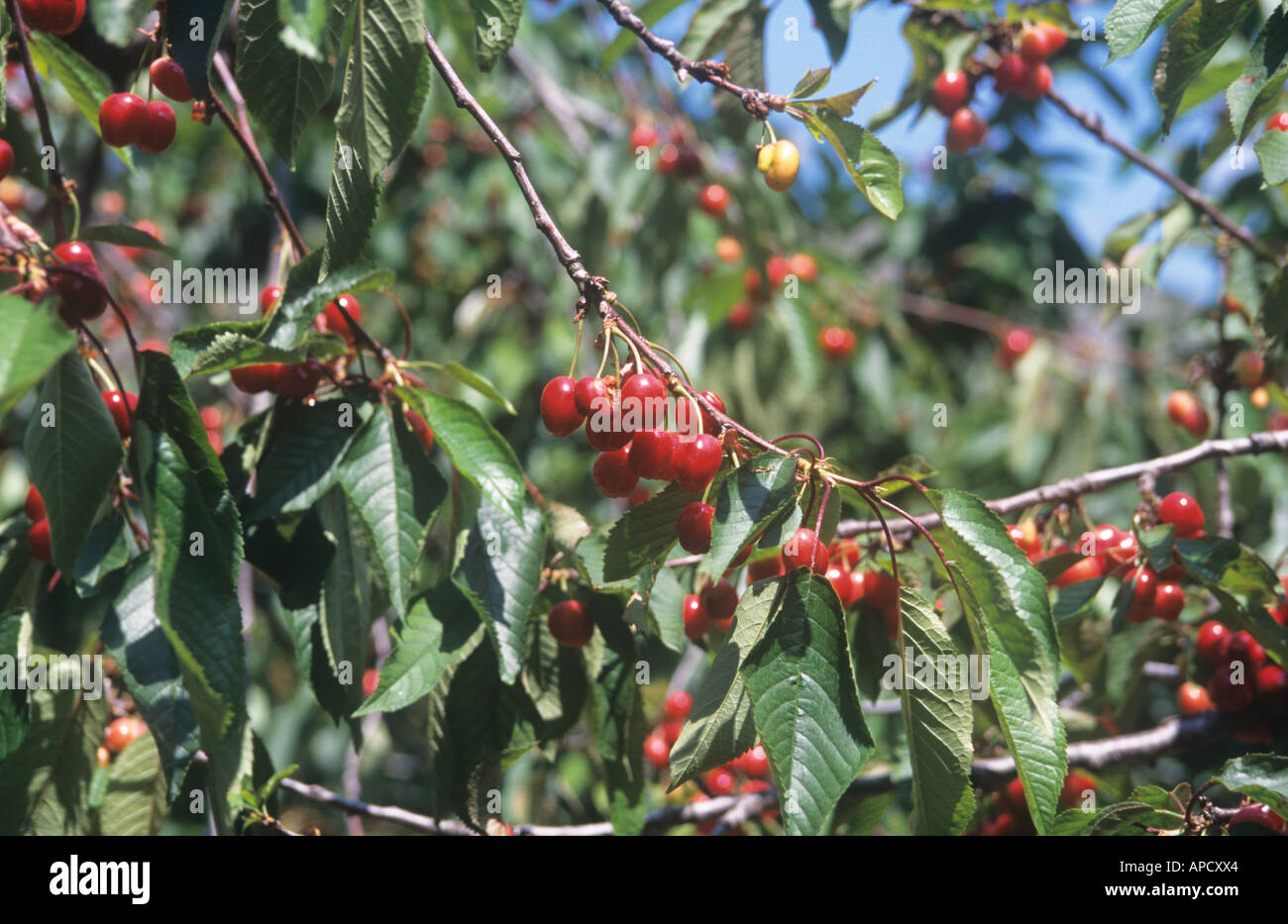 Kirschen am Baum, Spanien Stockfoto