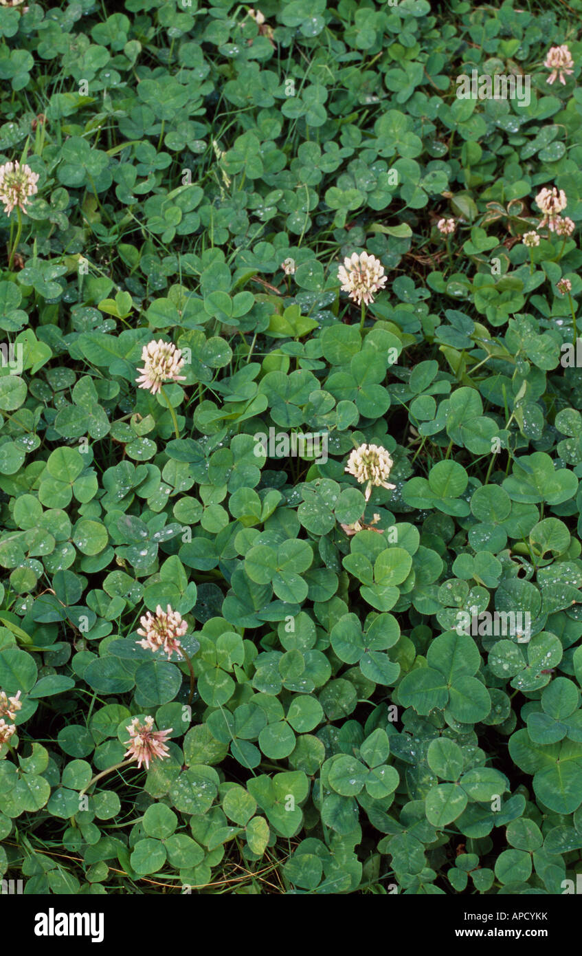 Klee (Trifolium) Stockfoto