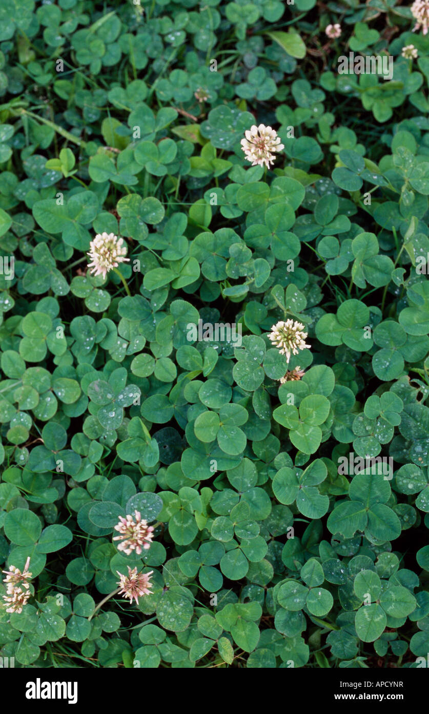 Klee (Trifolium) Stockfoto