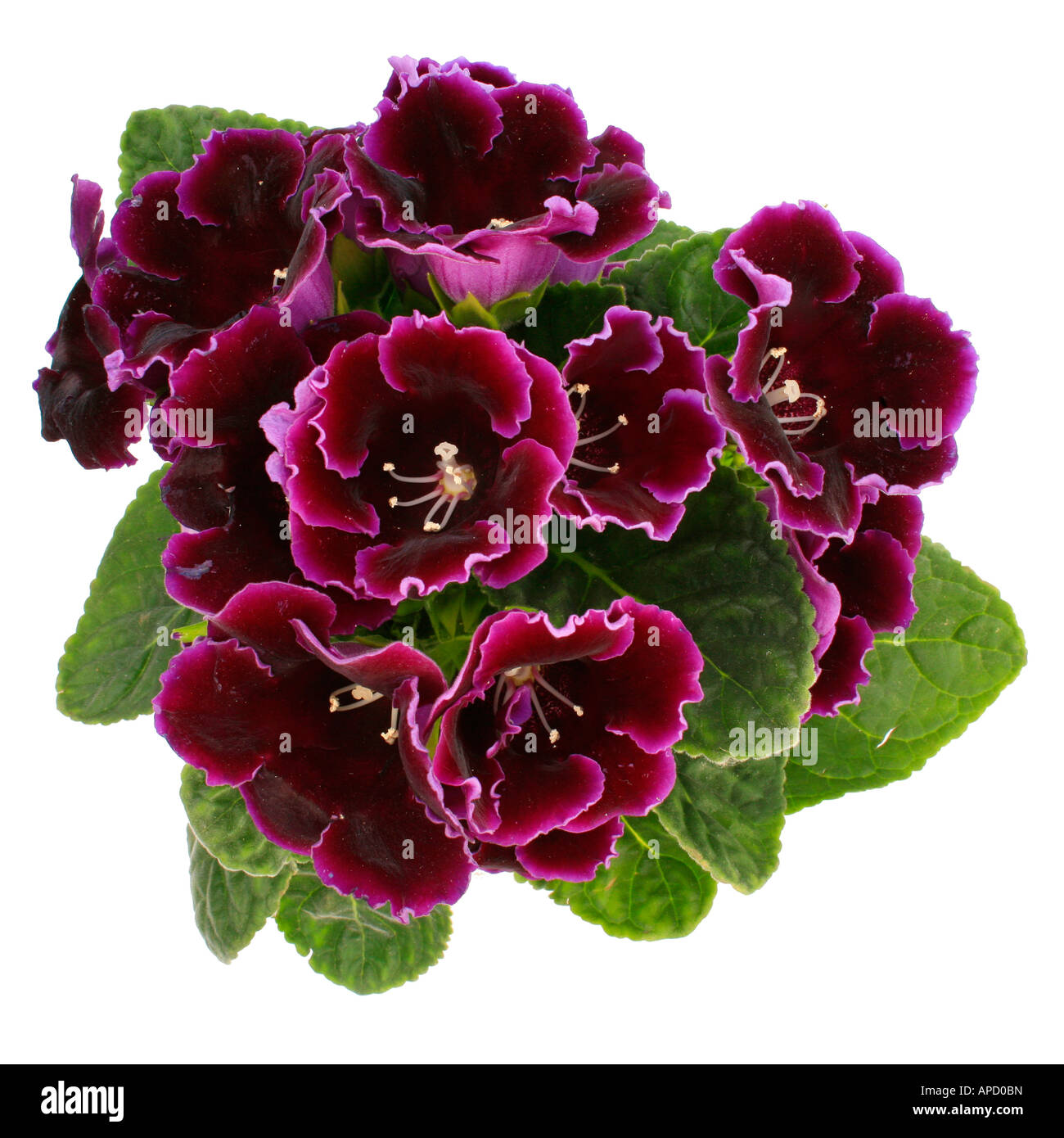 Sinningia Speciosa hybride Topfpflanze blühen Stockfoto