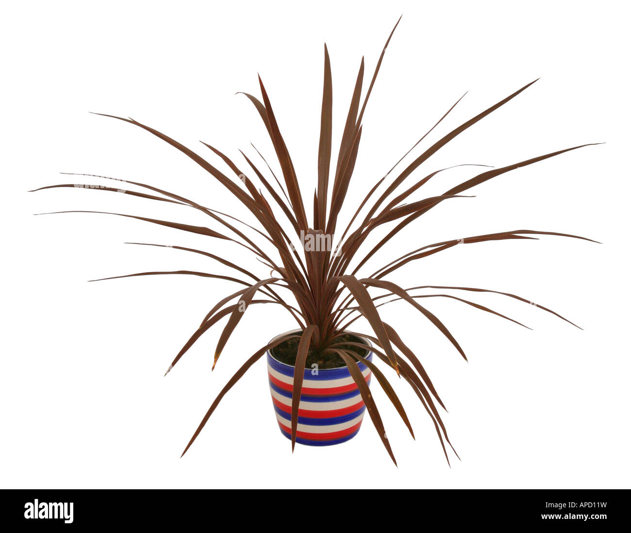 calathea star Beauty Star Calathea – Lichtenfelt's main image 1