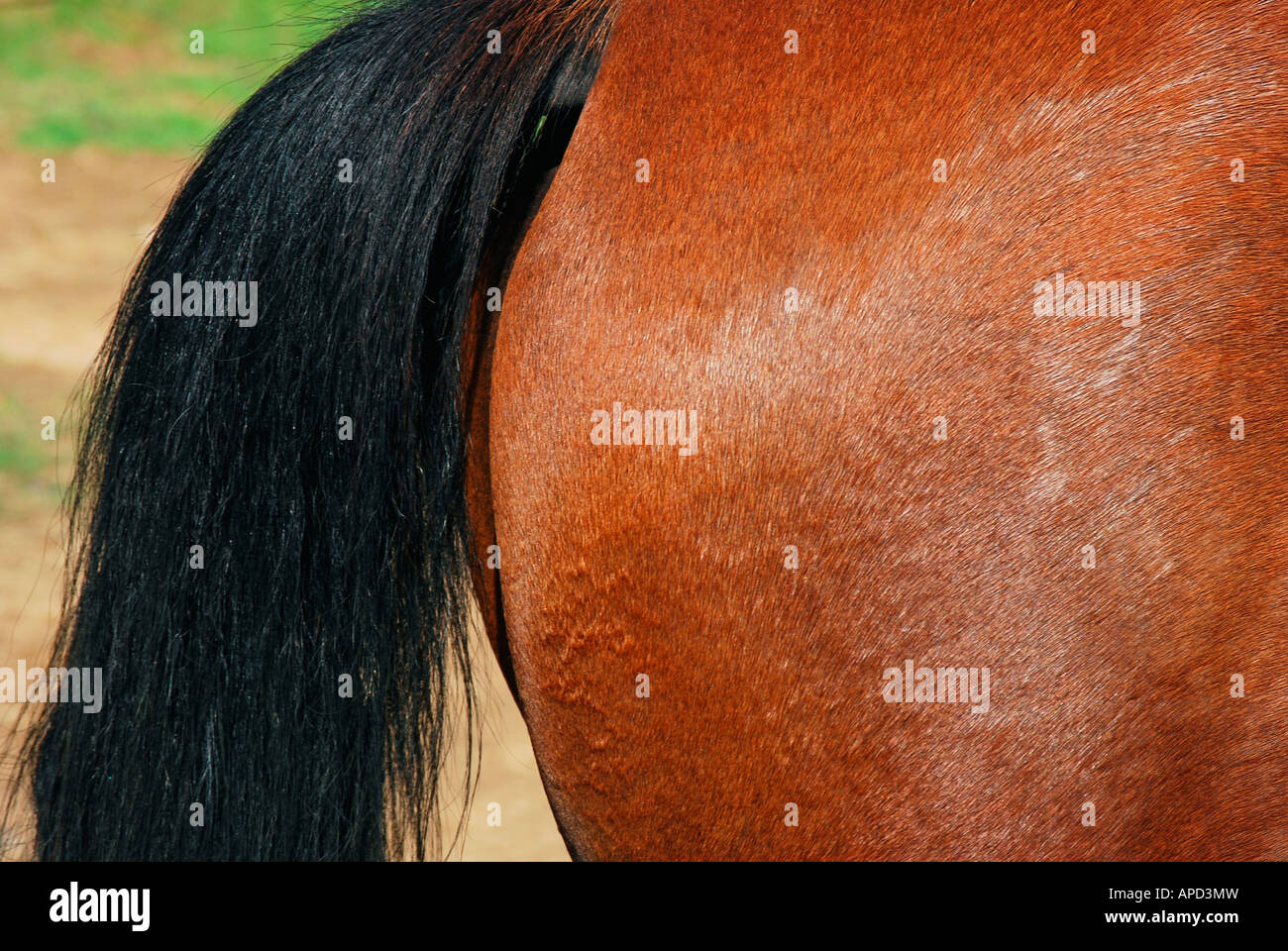 Pferd-Tail und Hinterhand Stockfoto Pferd-Tail und Hinterhand Stockfoto