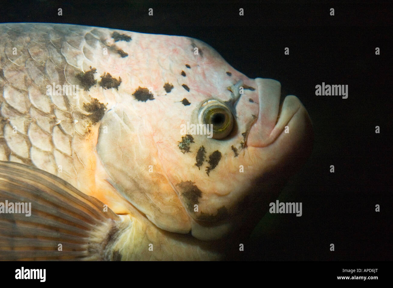 riesiger Gourami Fisch Osphronemus goramy Stockfoto