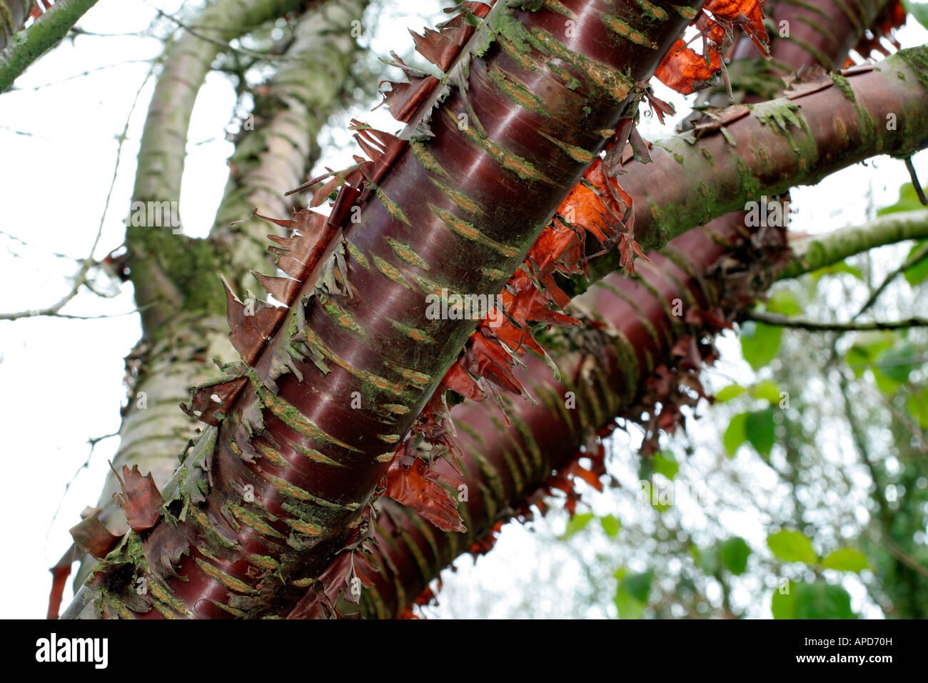 Prunus Serrula Rinde Stockfoto