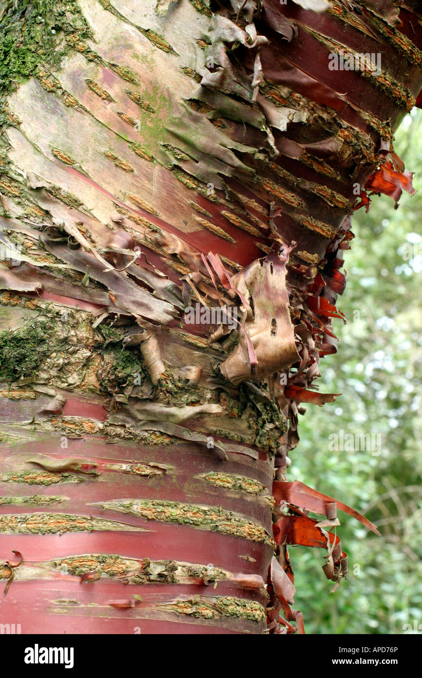 Prunus Serrula Rinde Stockfoto