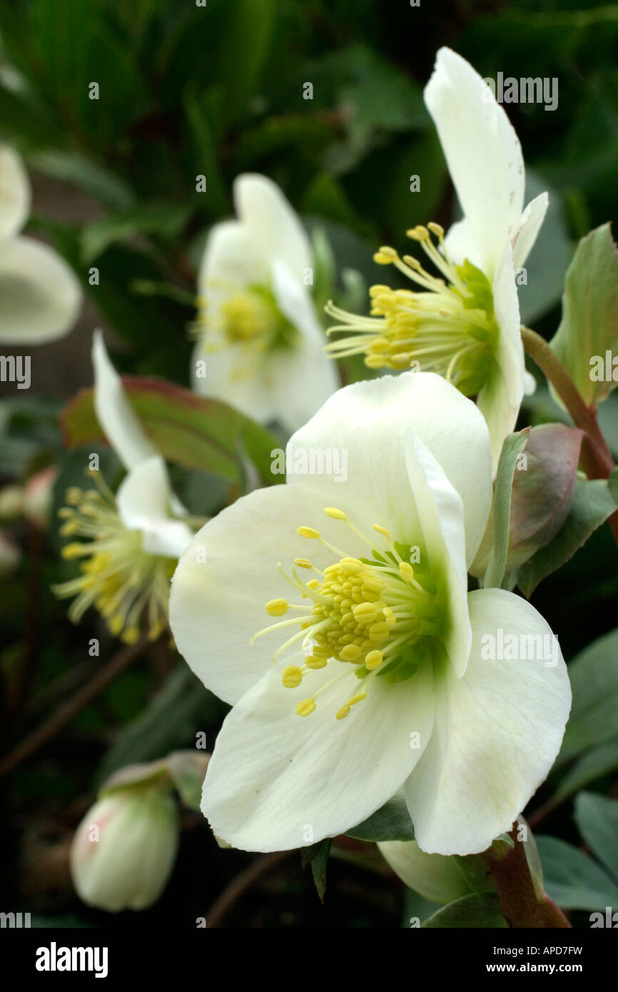 Helleborus X ericsmithii Ende Januar Stockfoto