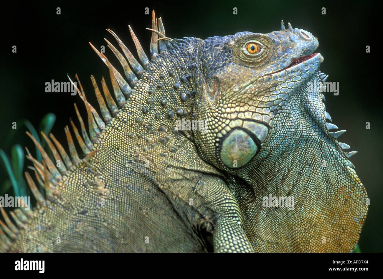 Costa Rica Alajuela Provinz Muelle San Carlos Green Iguana Iguana Iguana in Zucht Farbe Fluss San Carlos Stockfoto