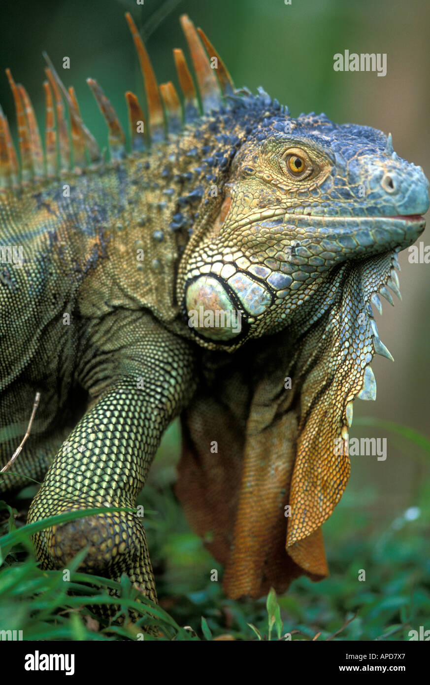 Costa Rica Alajuela Provinz Muelle San Carlos Green Iguana Iguana Iguana in Zucht Farbe Fluss San Carlos Stockfoto