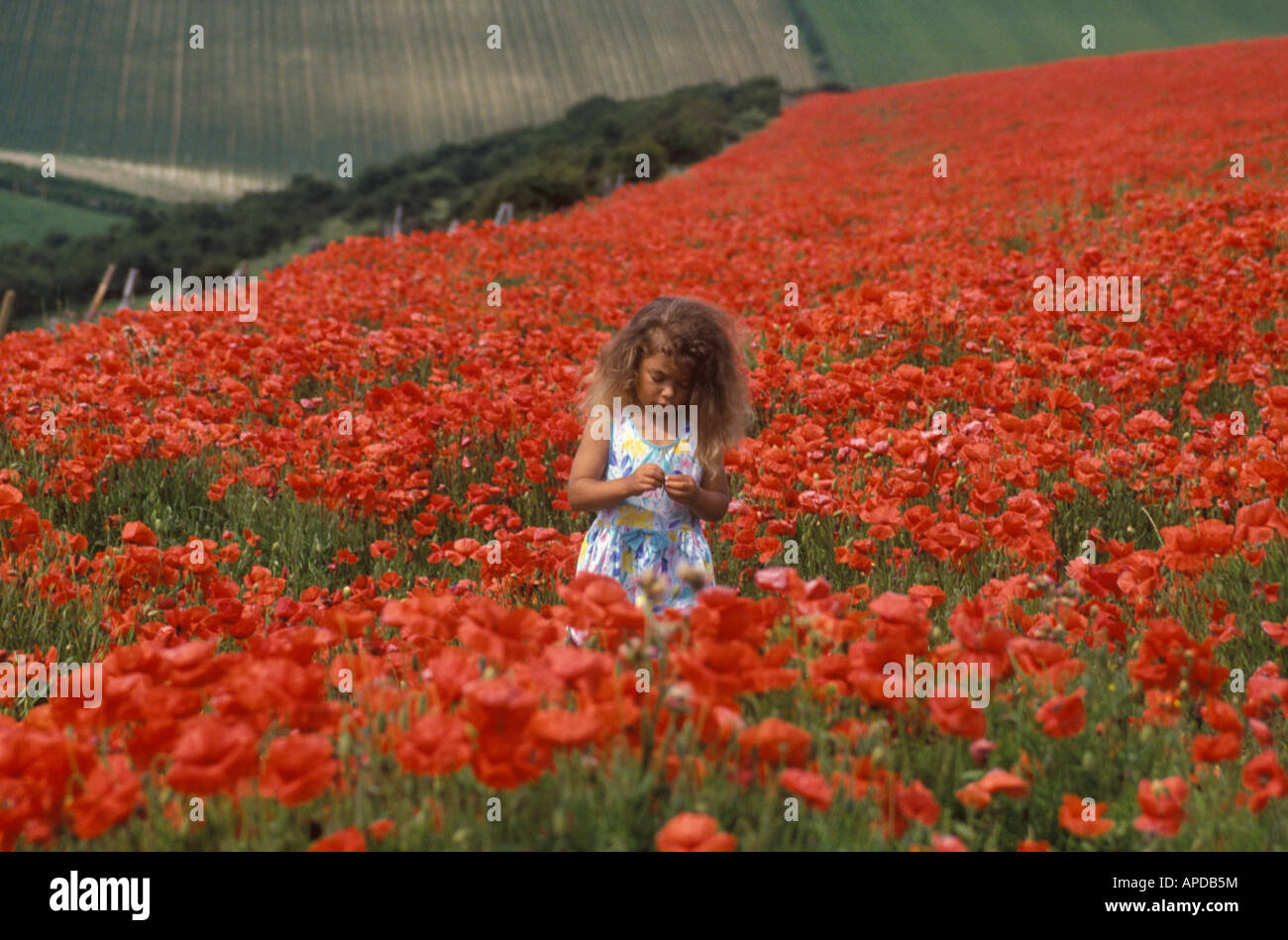 Kind auf der Suche auf eine Blume in einem Feld von Mohn Stockfoto