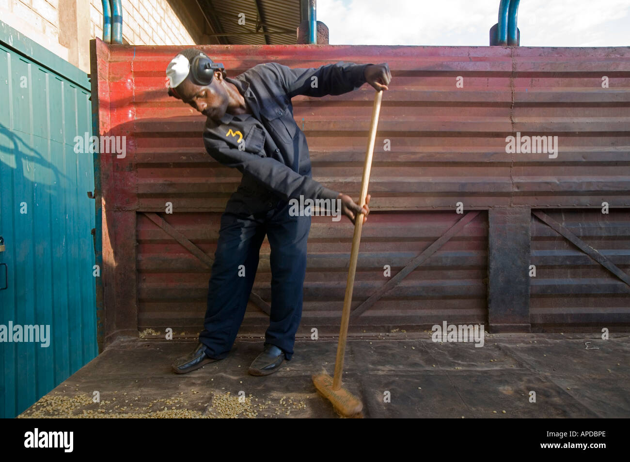 Afrika Kenia Ruira Herr Arbeiter fegt Rückseite des LKW verwendet, um die Taschen von Arabica Kaffeebohnen während der Ernte zu schleppen Stockfoto