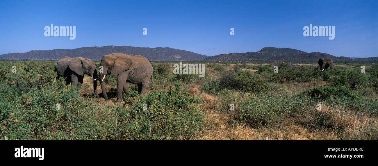 Afrika Kenia Buffalo Springs National Reserve Elefanten Herde Loxodonta Africana in hohe Gräser in der Nähe von Champagne Ridge Stockfoto